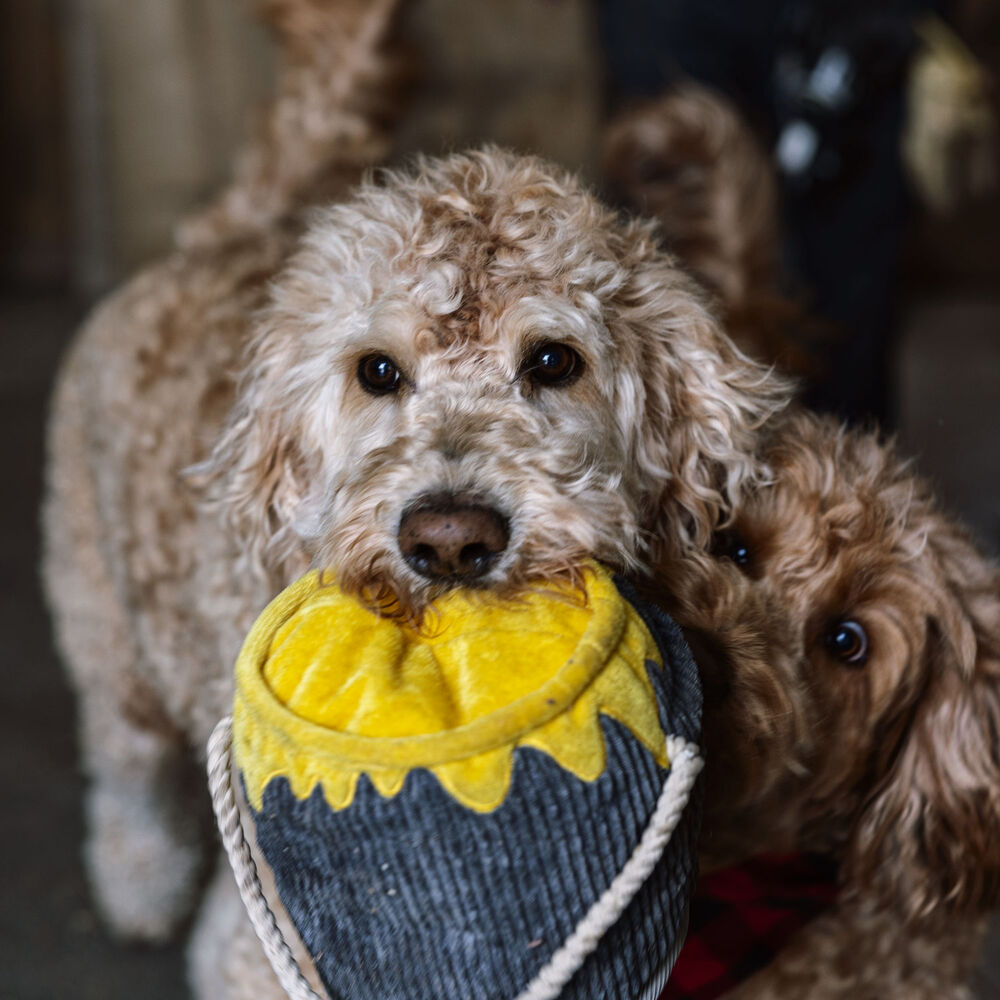 Huggle Hounds Plush Dog Toy Collection Main Image