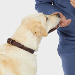 Buffalo Hide Dog Collar