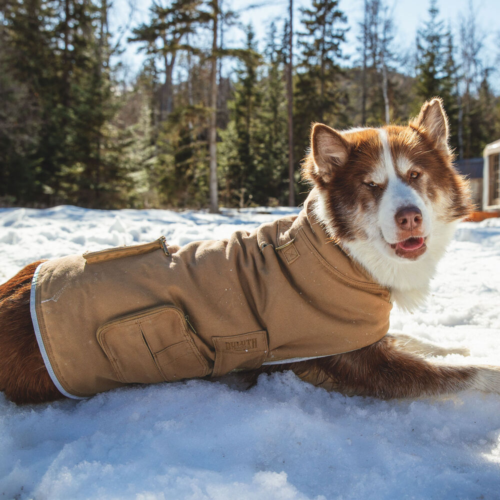 Fire Hose Dog Jacket Main Image