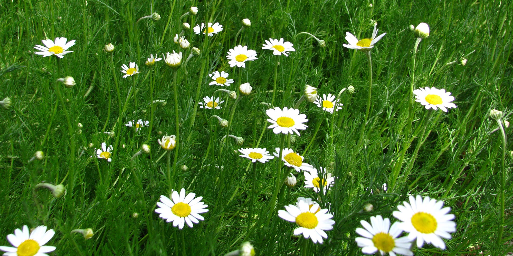 chamomile