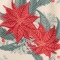 Poinsettia